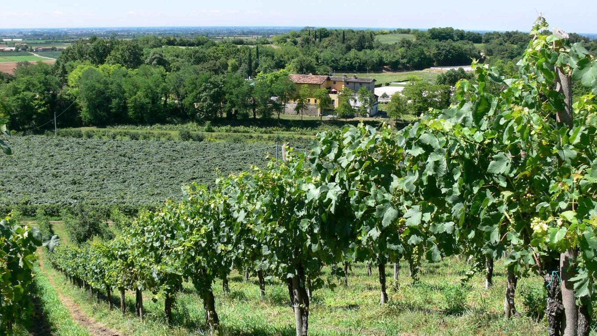 Tenuta Le Sorgive Agriturismo Villa Solferino Esterno foto